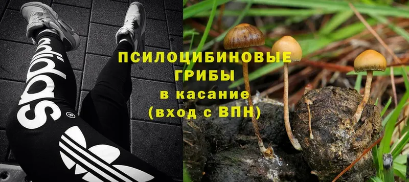 Галлюциногенные грибы Psilocybine cubensis  Клин 